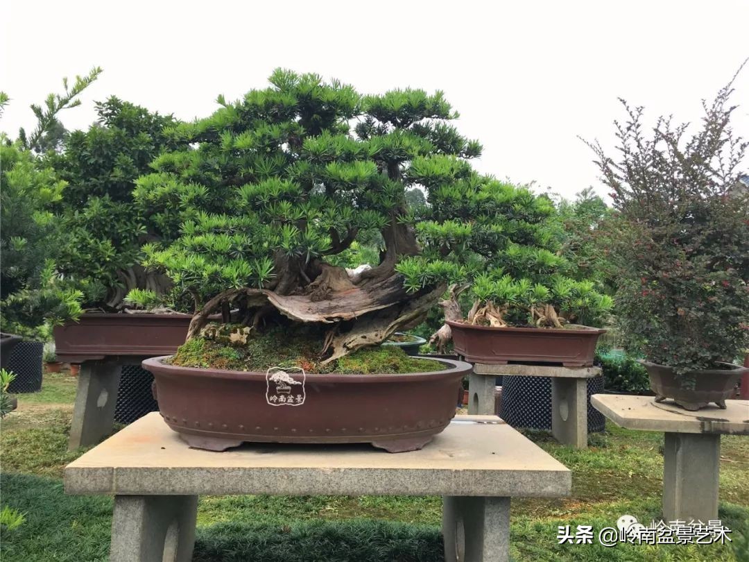 室内十大盆景名贵树种排名,十大盆景名贵树种排名火棘