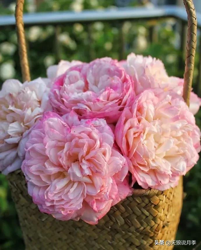 月季春季第一波花要不要剪,月季春季第一波花开后嫁接