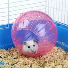 仓鼠宝宝怎么养才能养活,宠物饲养的小知识简短