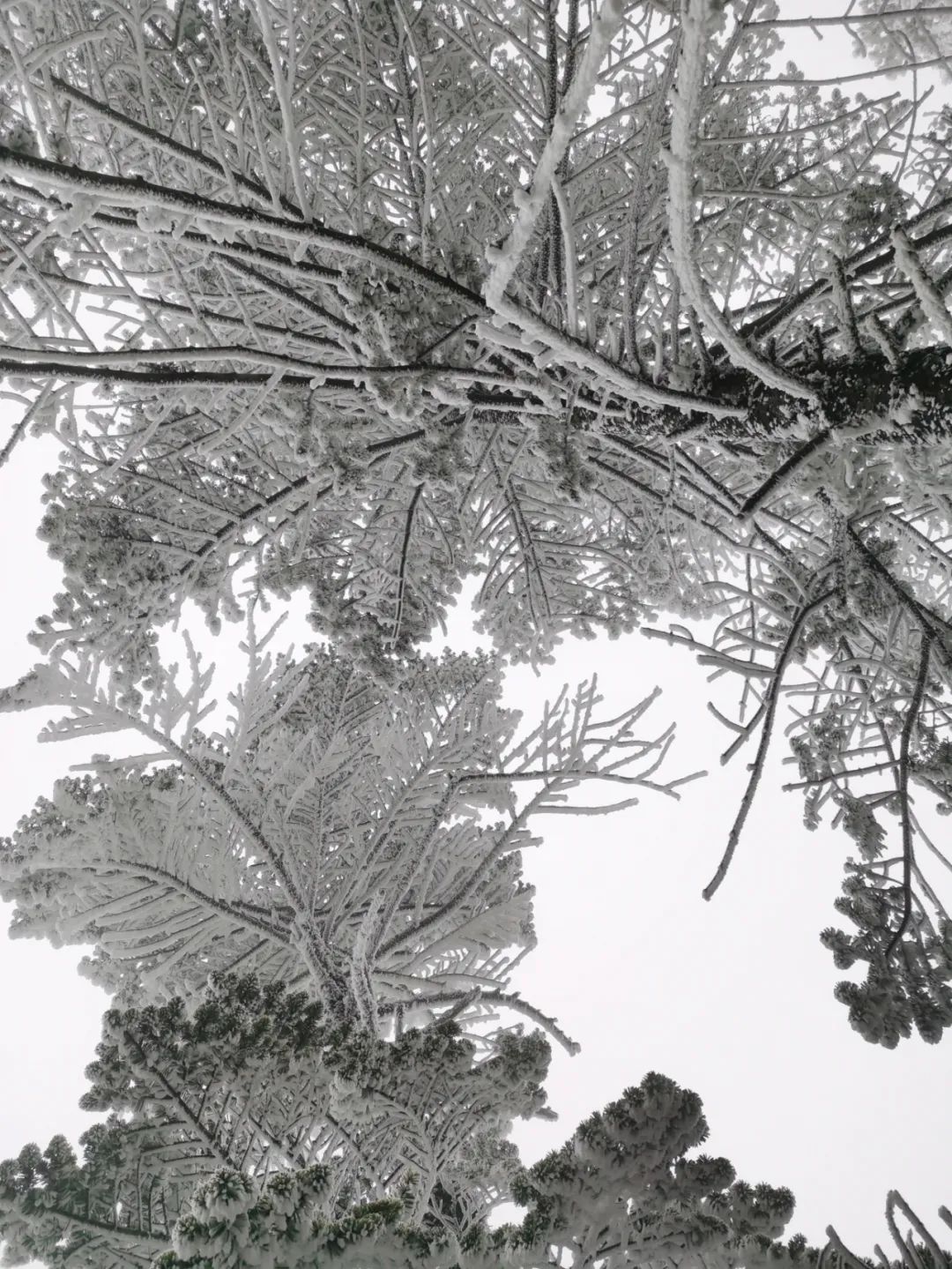 大寒潮小寒潮,寒潮带来大范围降雪