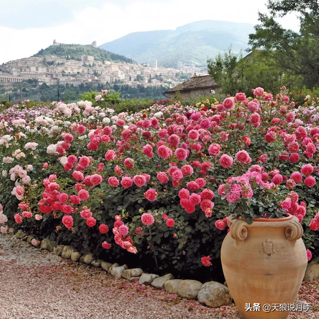 4月最浪漫的一次花开，是171个低价月季小苗带来的巅峰时刻！
