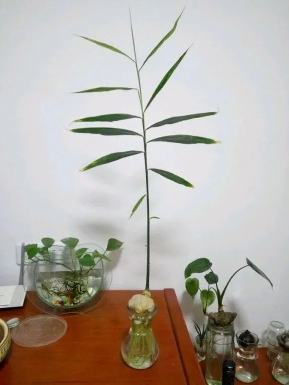 生姜发芽后还能不能种花,生姜发芽了现在可以盆栽吗