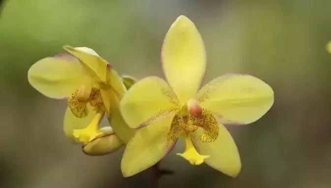 五种最具欣赏价值的兰花,欣赏史上最全的兰花