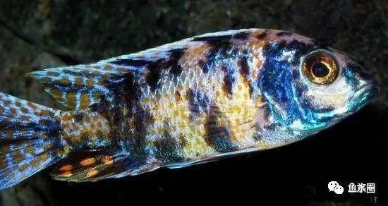 三湖慈鲷马鲷孔雀珍珠系能长多大,三湖慈鲷之孔雀