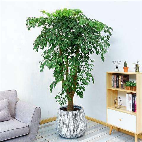 新家种什么盆栽净化空气,家里卧室适合养的盆栽