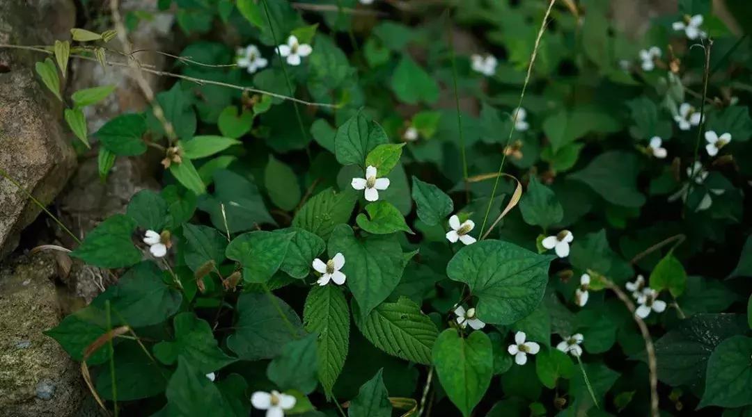 莫干山独一无二的酒店,莫干山像酒店一样的民宿