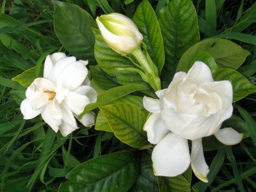 栀子花会变“魔法”,1根枝条长出1盆花,开花洁白味道香