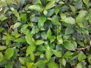 海岛龙船花室内养护,龙船花绿植盆栽怎么养