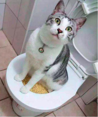 乱尿的猫咪怎么教,猫咪尿血乱尿怎么回事