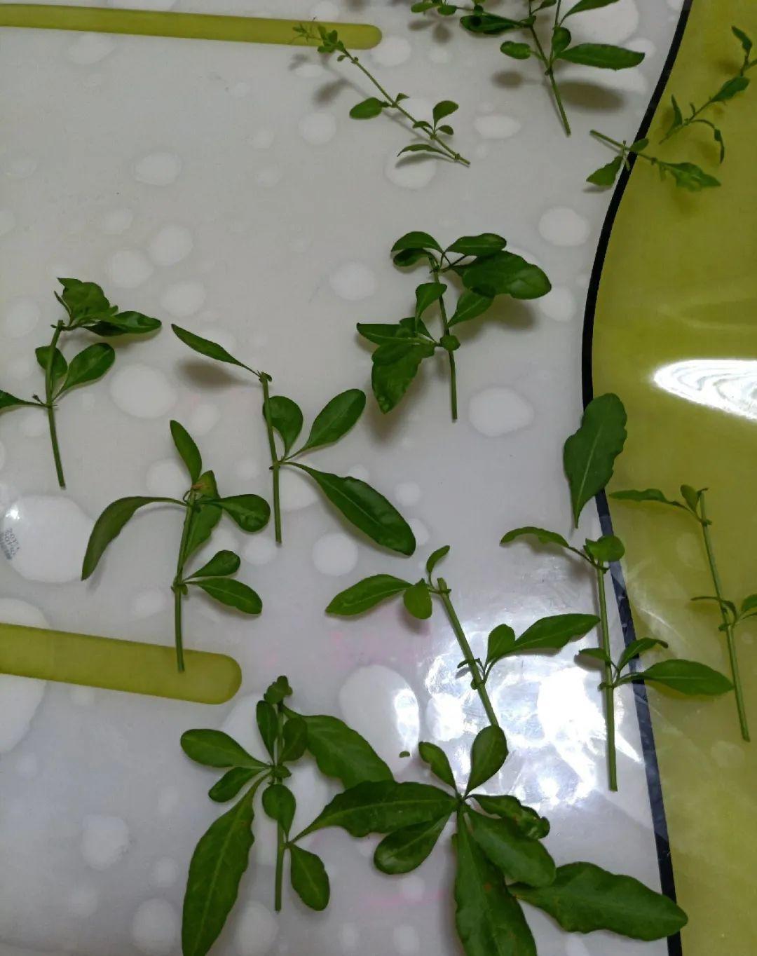 扦插花的快速生根法,哪些花卉可以用扦插的方法插活