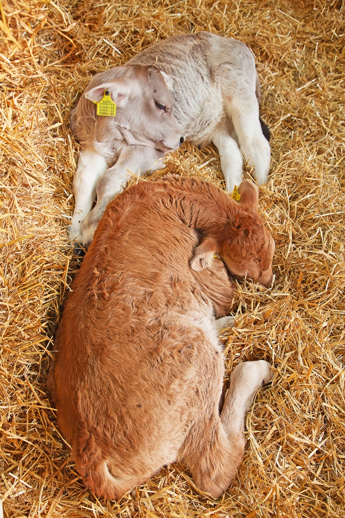 牛场里面小牛拉稀打什么最好,犊牛拉稀怎么才算治愈了