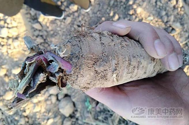 中药材价格金银花现在行情,板蓝根金银花牛蒡子虎杖