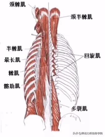 最有效果驼背矫正方法每天10分钟,最实用的二十多种驼背的矫正方法