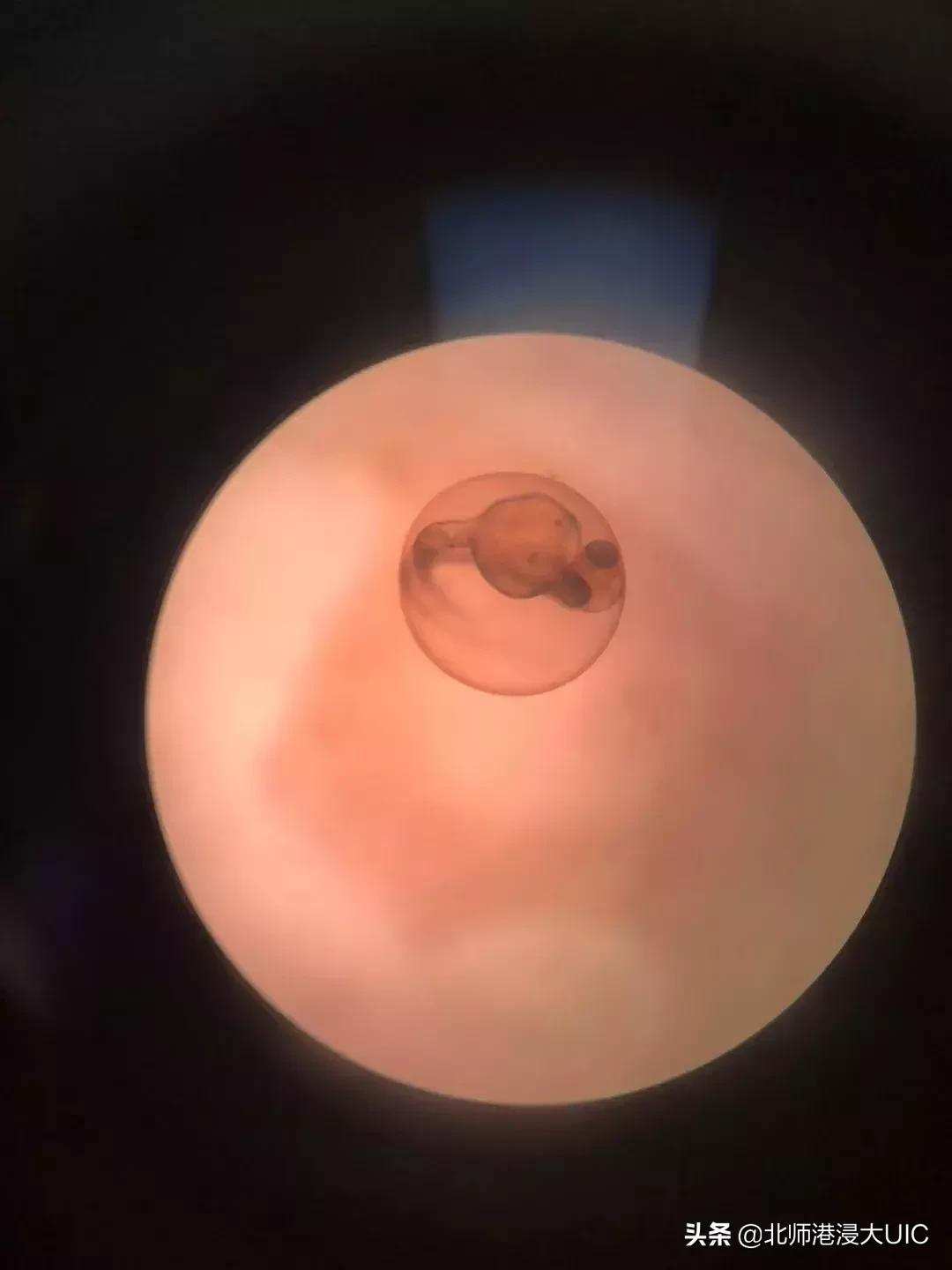 报告！暑假有UICer留校养鱼、看海