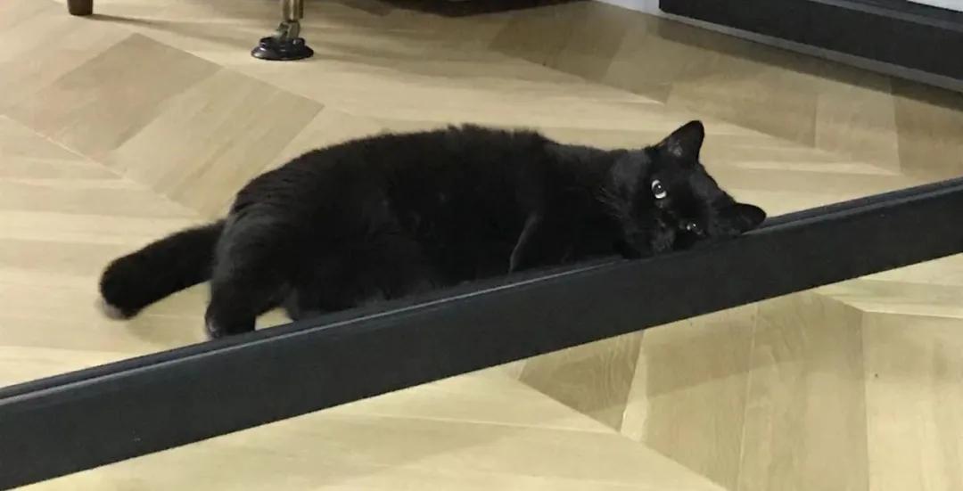 猫和唱片的共通之处？“都很破财！”|专访画家健一