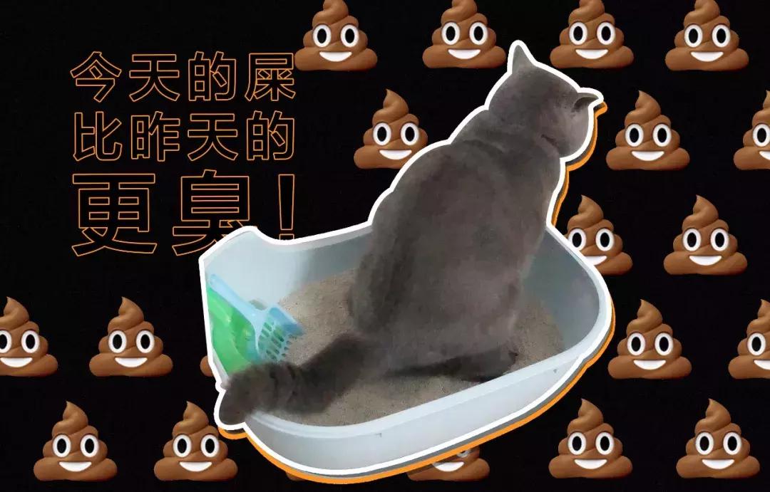 猫屎太臭事件,猫屎的来历