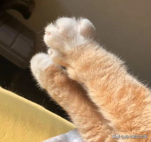 猫猫为什么喜欢躲在暗处扑人,猫猫为什么把爪子藏起来