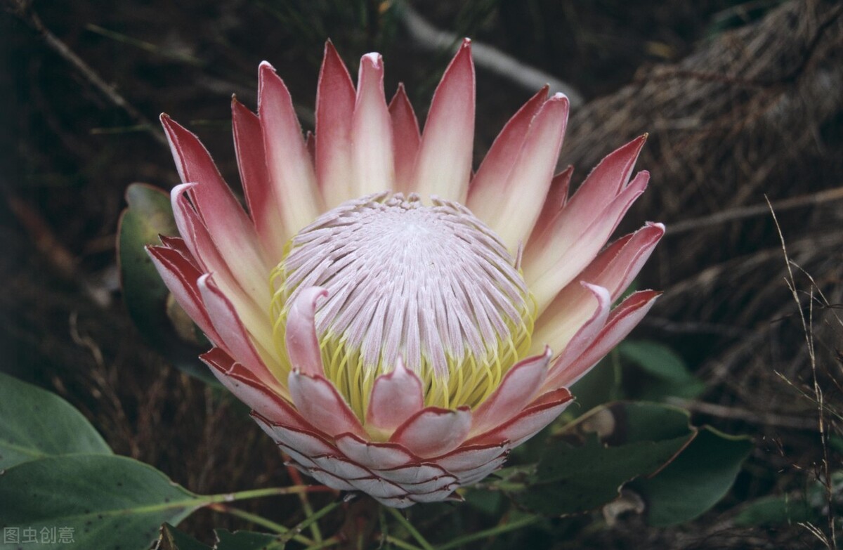 认识帝王花,帝王花和公主花是高端花吗图片