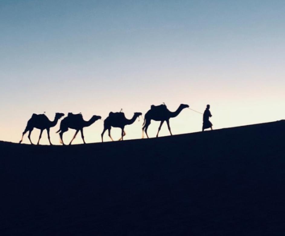 高端狮子和低端狮子,前期狮子和后期狮子