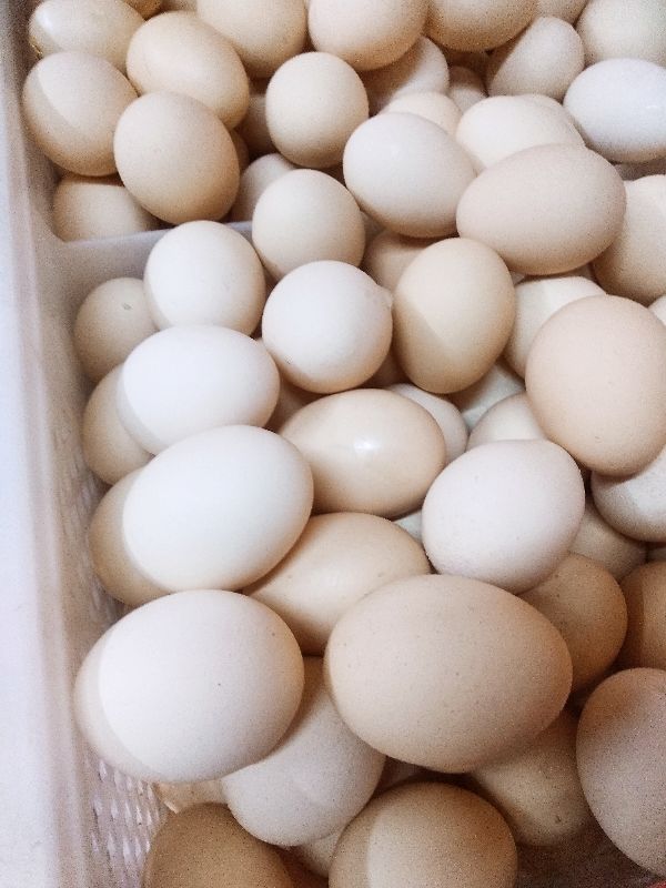 鸡蛋白的和黄一点有啥区别,鸡蛋白蛋和红蛋区别