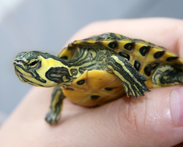 看图识龟,看图识物