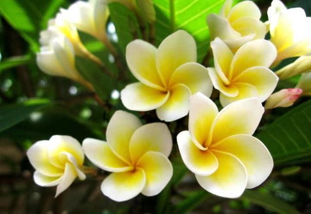 十二属相对应的植物,十二生肖中最罕见的植物