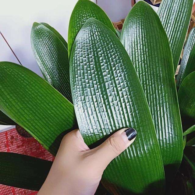 君子兰开花期叶子薄黄怎么养护,君子兰不开花应该怎么养才能开花