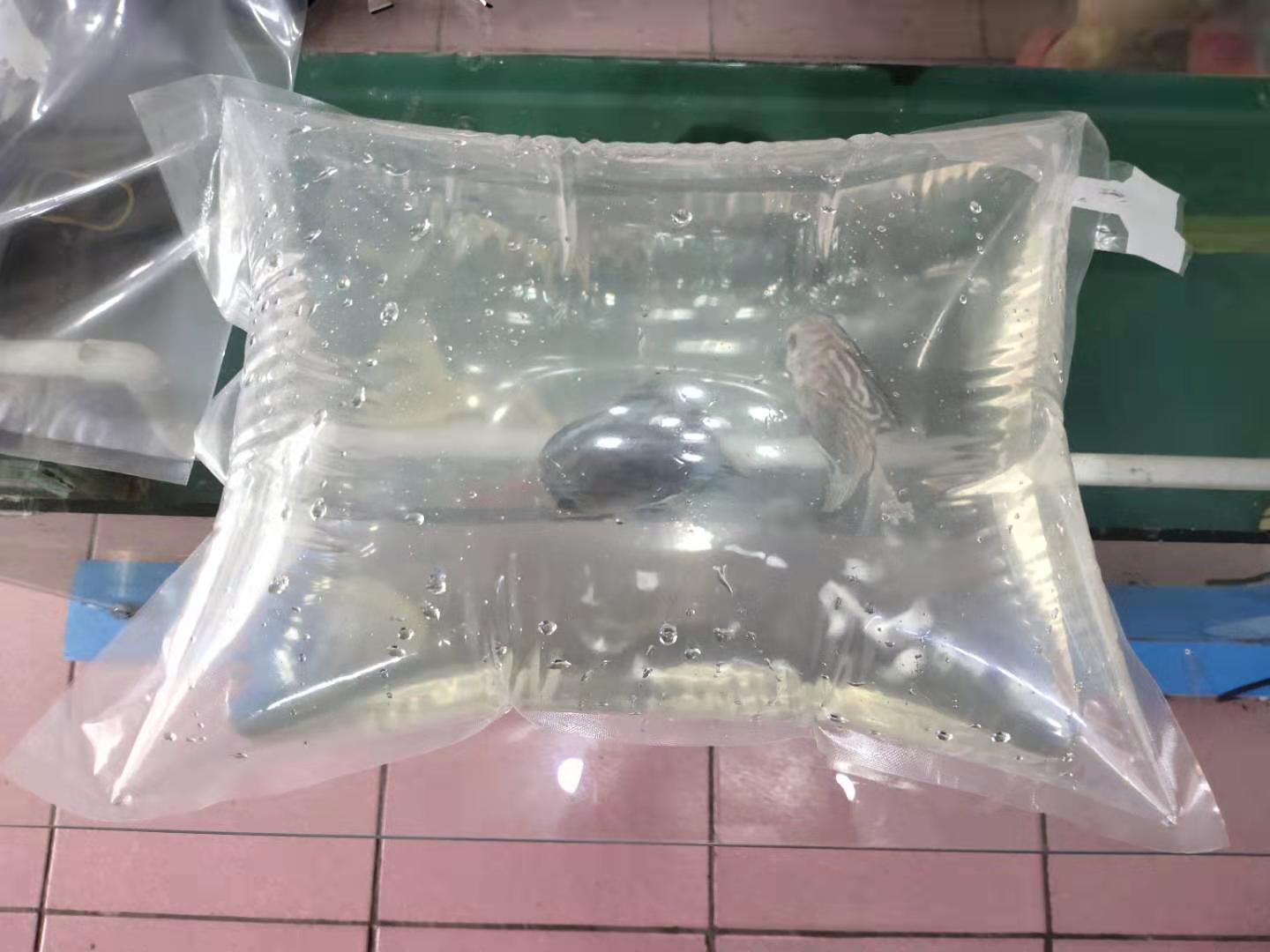 观赏鱼运输过程中有没有放什么药,观赏鱼运输一个小时可以吗