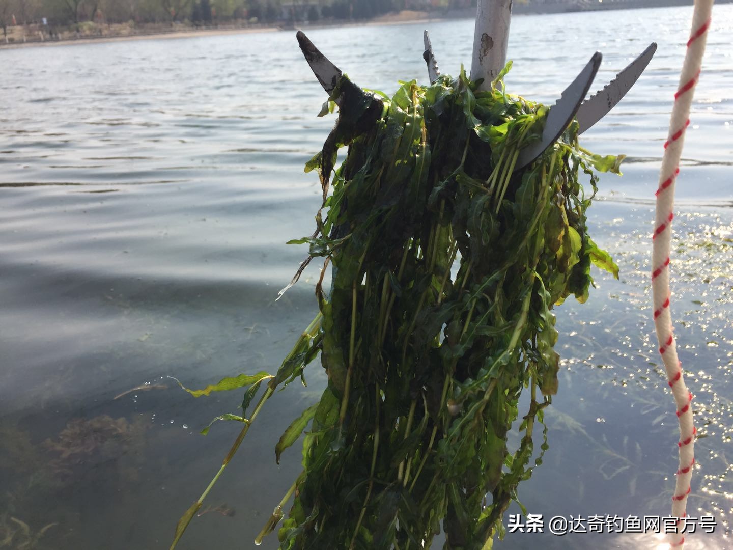 野河有水草的地方鱼多吗,水底有烂水草多怎么钓鱼
