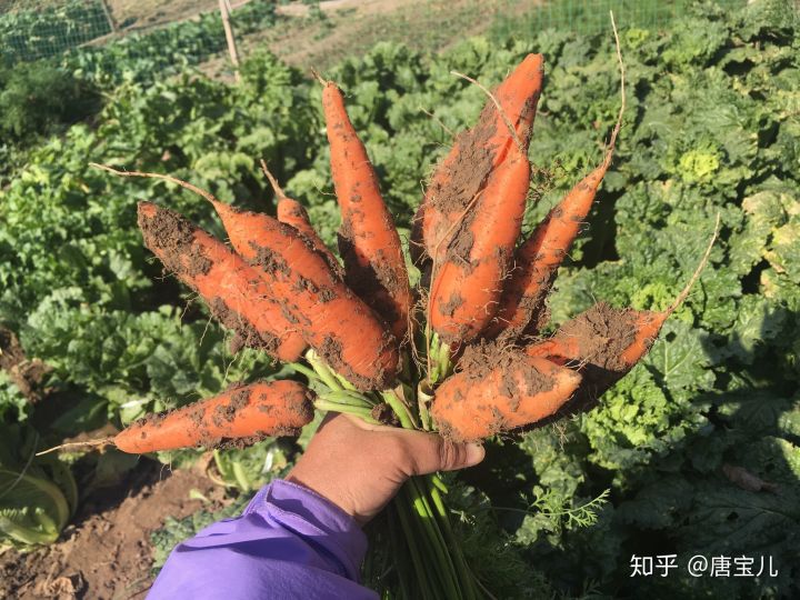 如何提升花种成活率,花种种植生活小技巧