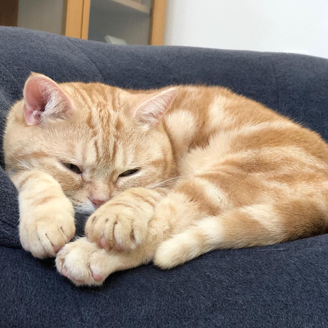 猫咪结膜炎的最佳治疗方法,猫咪结膜炎好得快的小窍门