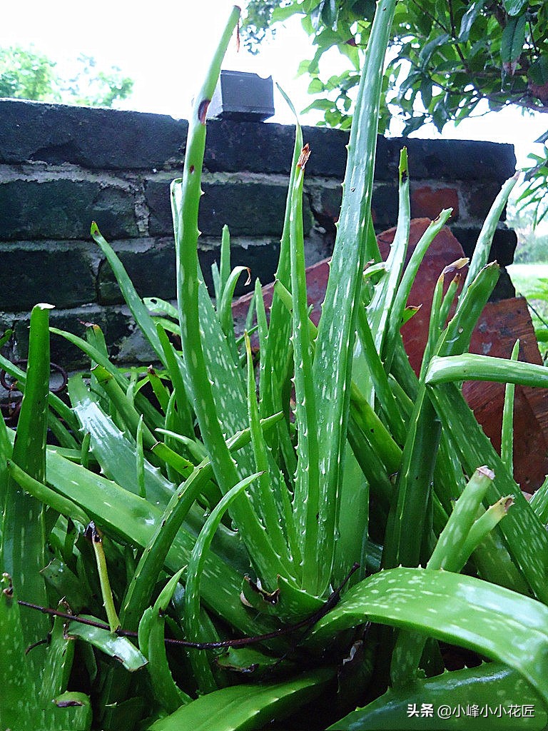 芦荟长太高了可不可以从中间剪断,芦荟长得太高了从中间截断移栽
