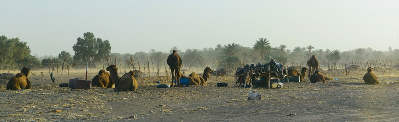 撒哈拉沙尘暴照片,撒哈拉沙漠沙尘暴实拍