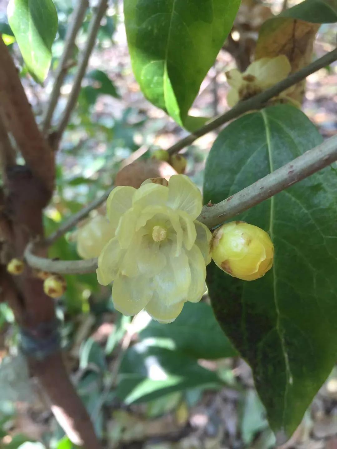 腊梅的十种问题,腊梅的小常识有哪些