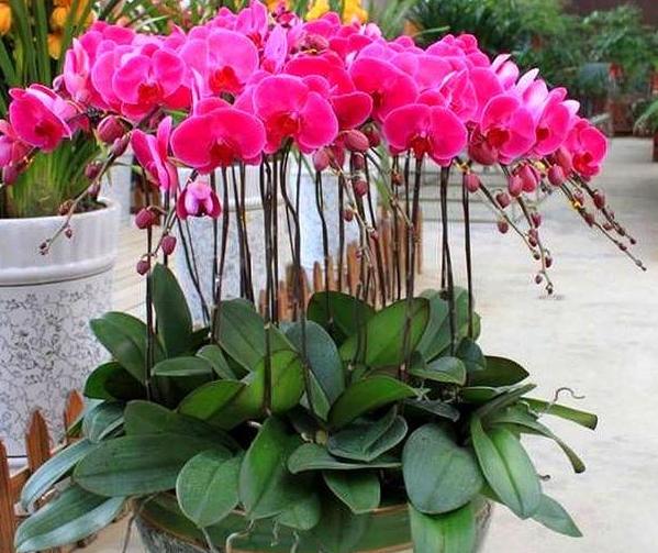 蝴蝶兰花谢后怎么处理才能再开花,蝴蝶兰花谢后怎么处理慢动作