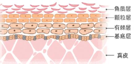 外油内干的皮肤需要怎样补水,皮肤干到掉皮如何快速补水