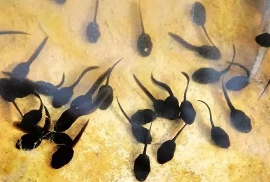 龟类的进化过程图片,龟鳖目动物外形特征