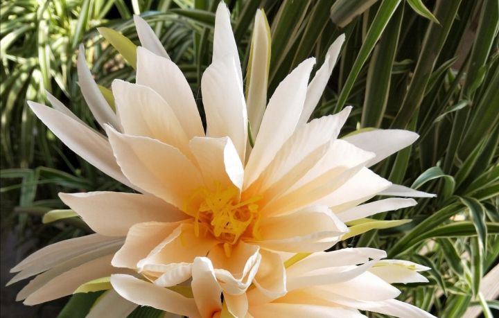 莲花的魅力,莲花的文化底蕴