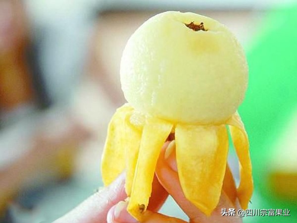 枇杷品种哪种最好,枇杷最好的品种是哪种