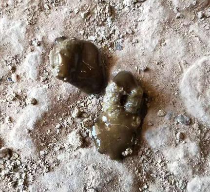 鸡拉黑便是怎么回事,鸡得了肠毒有哪些症状