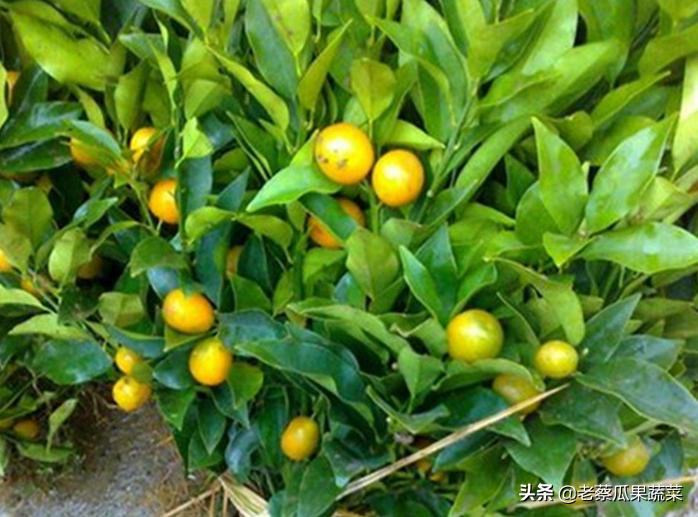 金桔开花挂不住果什么原因,金桔树挂不住果是为什么