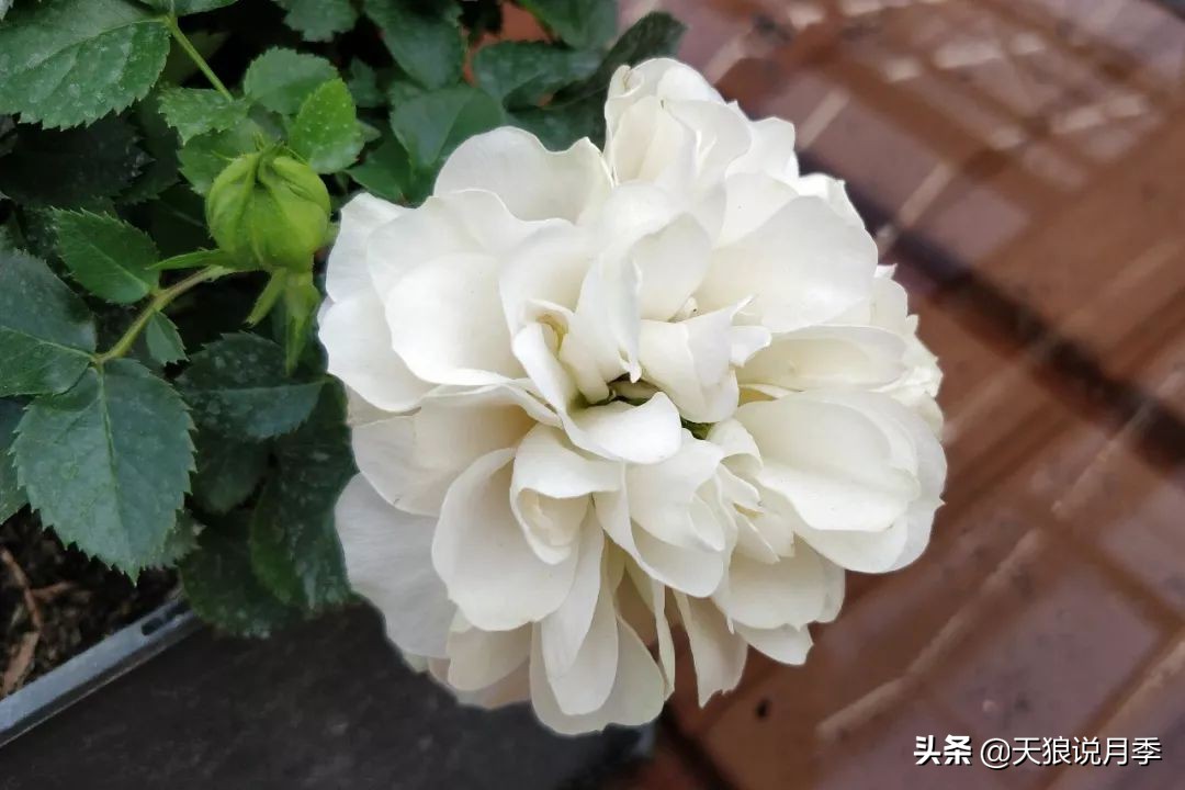 都说“最美人间四月天”，应该就是月季开花的模样吧！