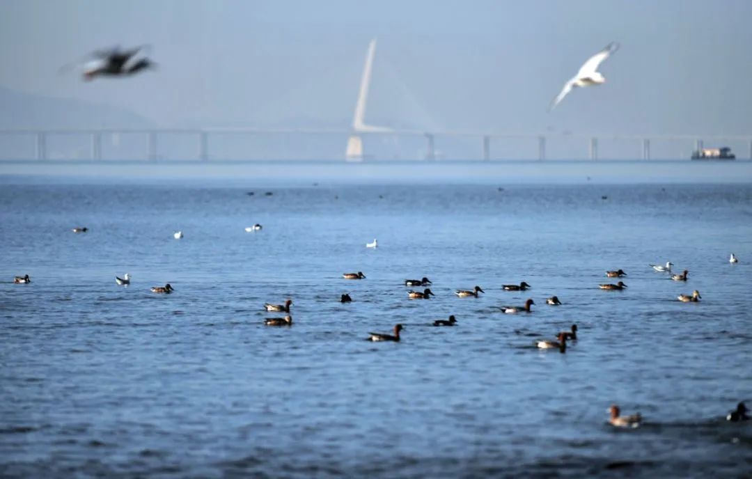 深圳湾在哪里,深圳湾是什么区的