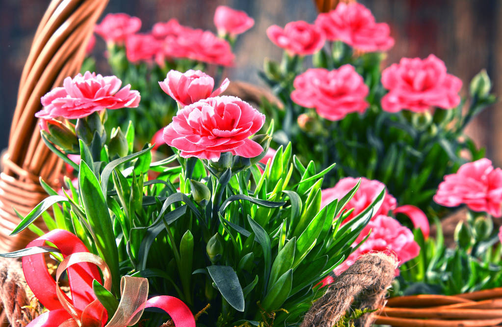 开一家鲜花店费用,开一间鲜花店真心不错