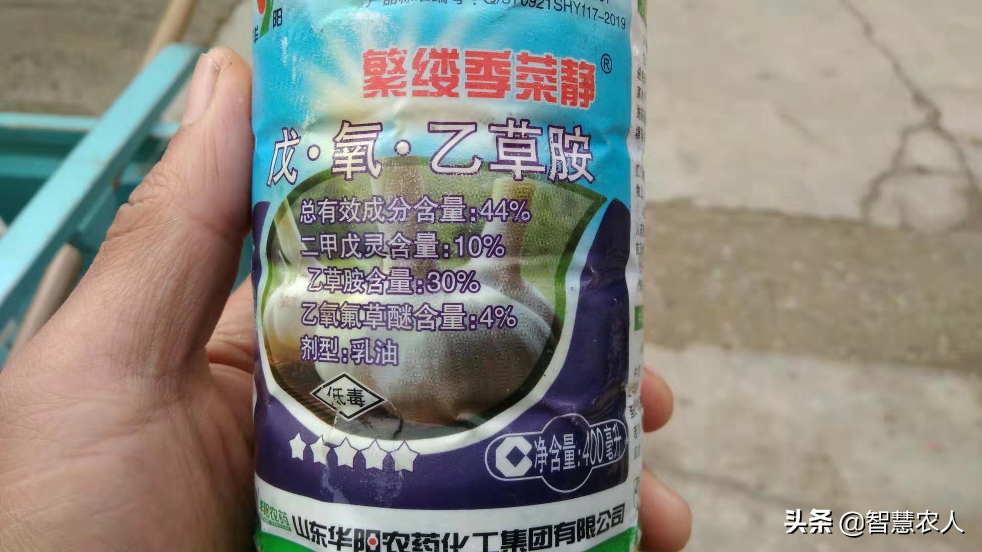 春季大蒜苗长得太旺影响产蒜头吗,栽蒜的大蒜苗发黄是什么原因