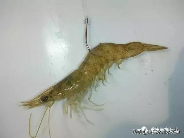 浮游动物饵料大全,各种动物饵料大全