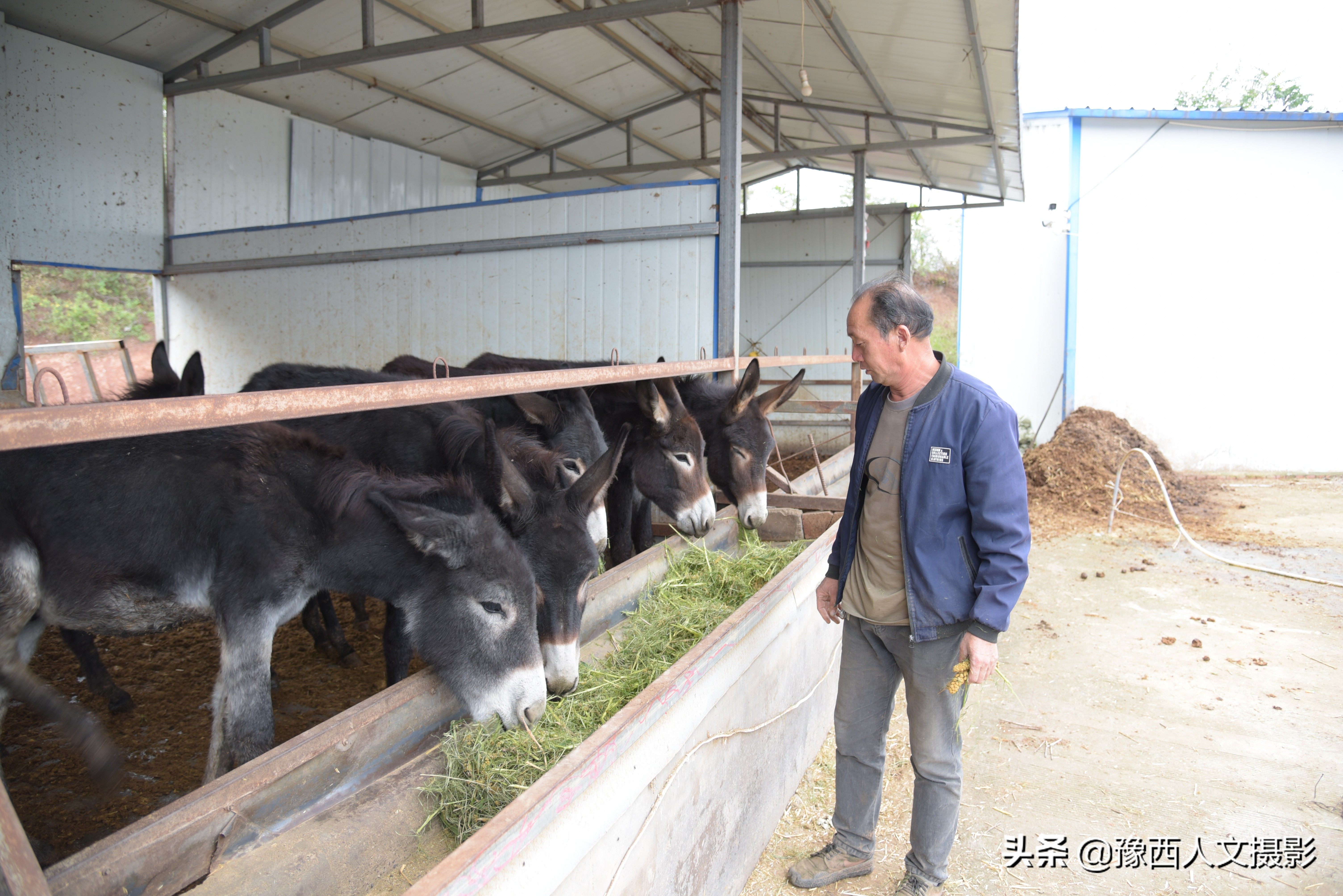 山西农村大爷养驴,农村大叔养驴的故事