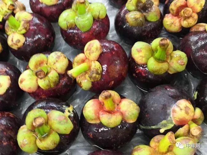 山竹教程完整视频,山竹运输怎么保新鲜