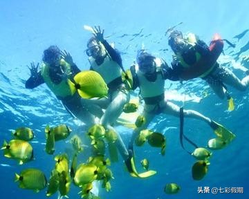 马尔代夫浮潜一定要浮潜证吗,马尔代夫浮潜和海龟浮潜的区别