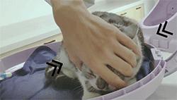 喂药时怎么让猫咪不乱动,喂药给猫方法